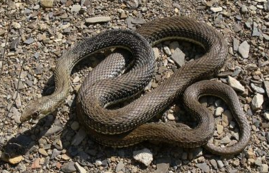 Monpellier_snake