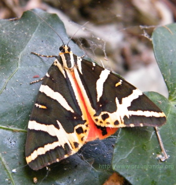 Euplagia quadripunctaria