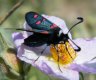 Zygaena lavandulae