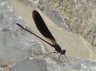 Calopteryx haemorrhoidalis M