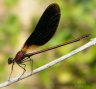 Calopteryx haemorrhoidalis maschio