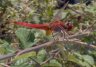 Crocothemis erythraea