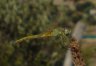 Sympetrum fonscolombii femmina