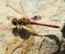 Sympetrum_striolatum