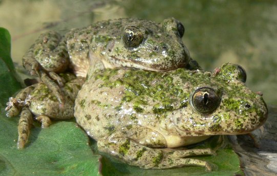 Coppia di Pelodytes punctatus - foto di Dario Ottonello