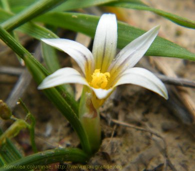 Romulea columnae