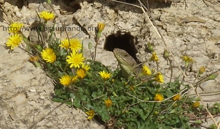 lucertola ocellata