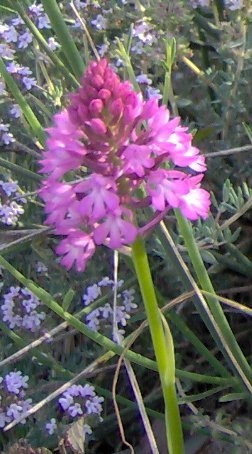 Anacamptis Pyramidalis