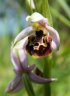 Ophrys fuciflora