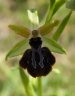 Ophrys_ligustica