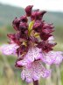 Orchis purpurea