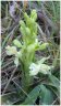 Orchis provincialis