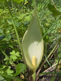 Arum Italicum, fare click per ingrandire