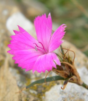 Dianthus