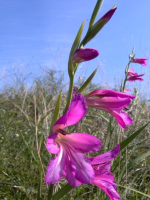 Gladiolus italicus