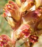 orobanche_gracilis