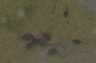 girini pelodite puntato