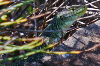 Foto lucertola ocellata