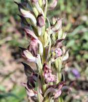 Anacamptis coriophora