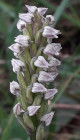 Neotinea maculata