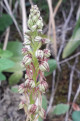 Neotinea maculata