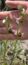 Ophrys apifera