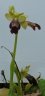 Ophrys fusca