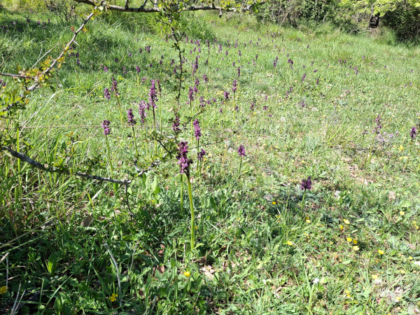 prato di Anacamptis morio