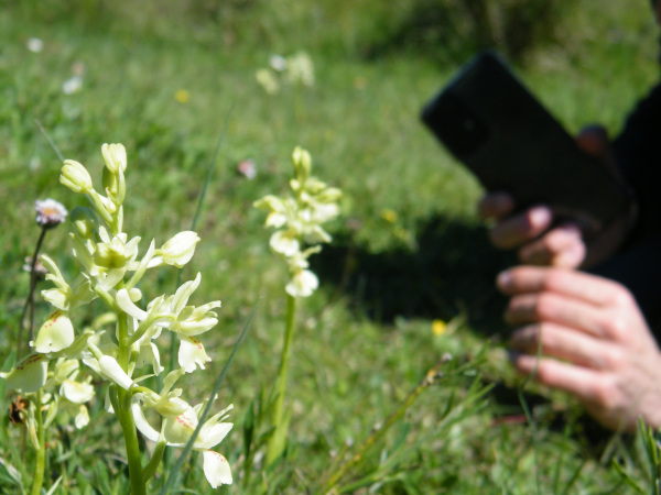 Fotografiamo una Orchis provincialis